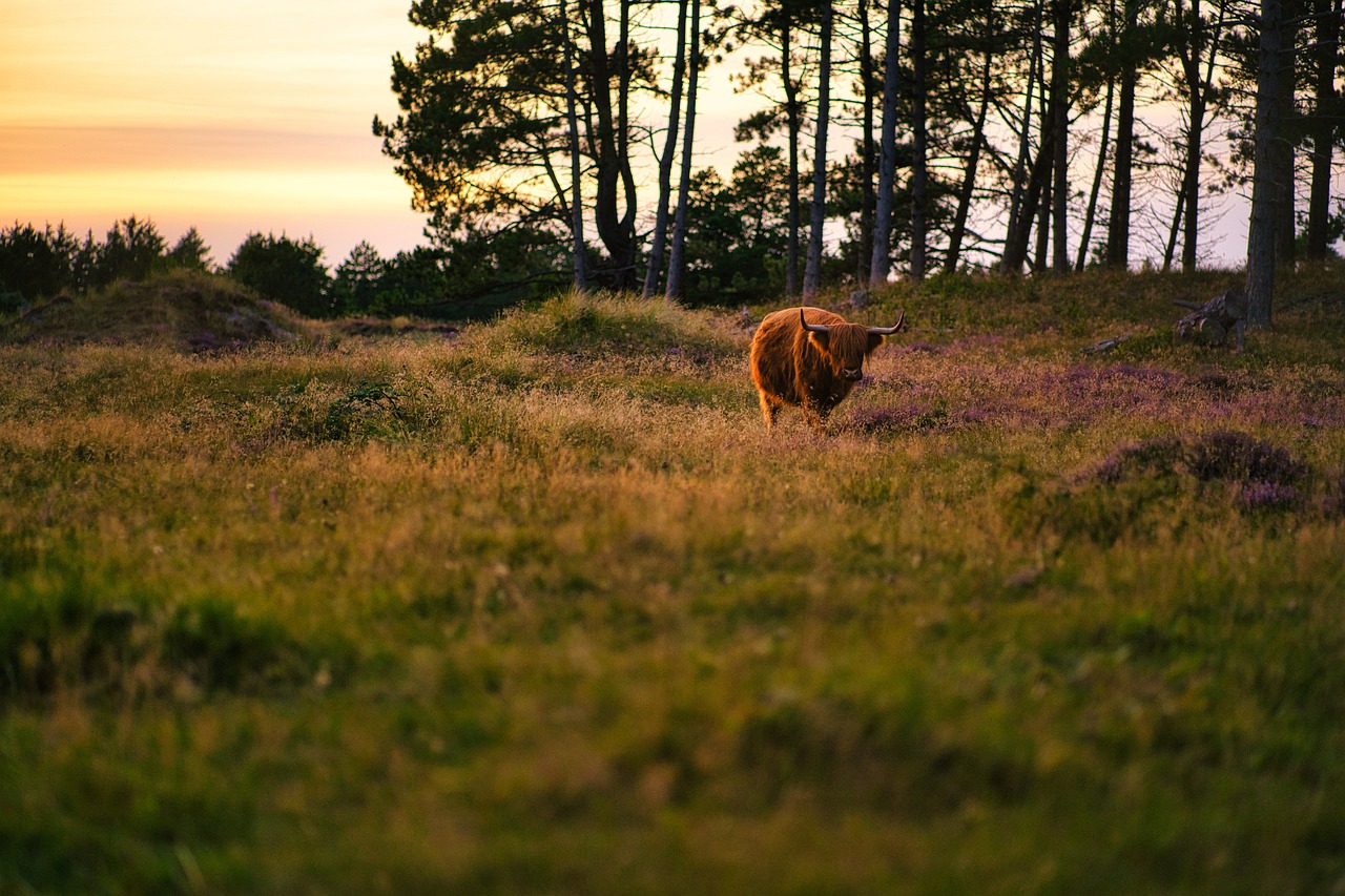 highland cow